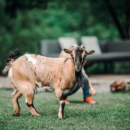 Goat'S Paradise Bohinj Ngoại thất bức ảnh